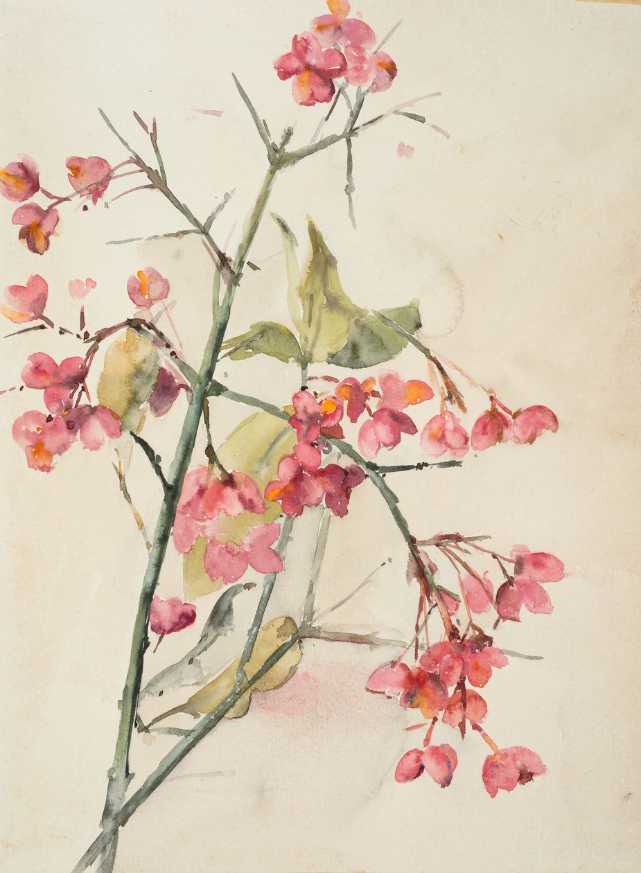 Fiori rosa da Barbara Leigh Smith Bodichon