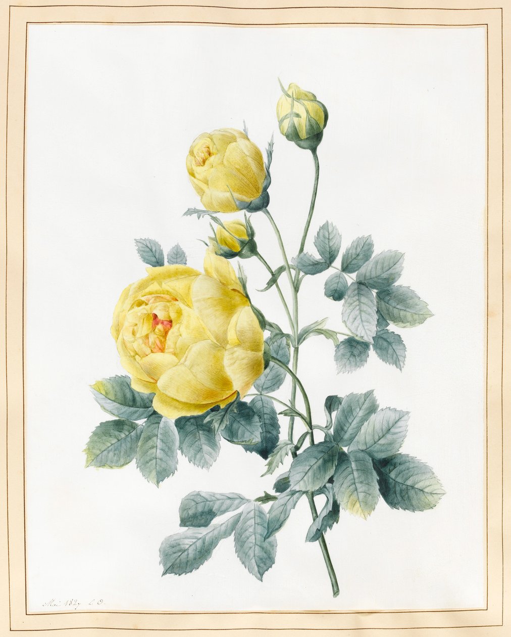 Rose gialle, 1827 da Louise DOrleans