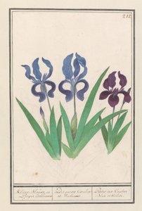 Iris viola (Iris germanica)