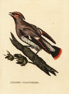 Chiacchierone ceroso o beccofrusone, Bombycilla garrulus