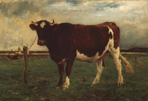 Studio di una mucca