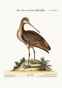 Il maggiore Godwit americano, 1749-73