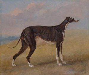 Turk, un levriero, proprietà di George Lane Fox