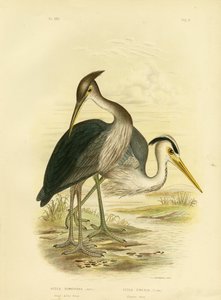 Airone dal grande becco o airone grigio scuro, 1891