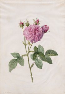 Rosa Agatha (Rosa Gallica Agatha)