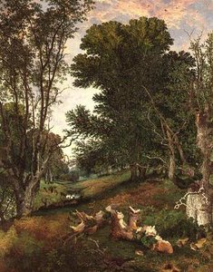 Verso sera nella foresta