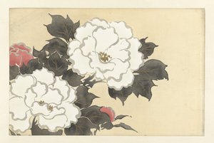 Peonie