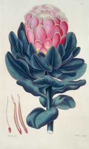 Protea speciosa, Perigonia pistillum (pl.12) da 