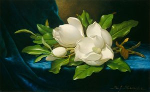 Magnolie giganti su un panno di velluto blu