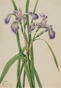 Iris versicolor
