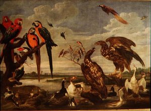 Varietà di uccelli