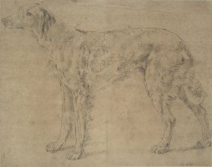 Cane da caccia