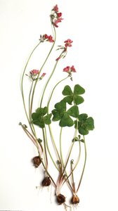 Oxalis tetraphylla/Oxalis deppei/Oxalide di Deppe