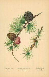 Fiori e Frutti del Larice